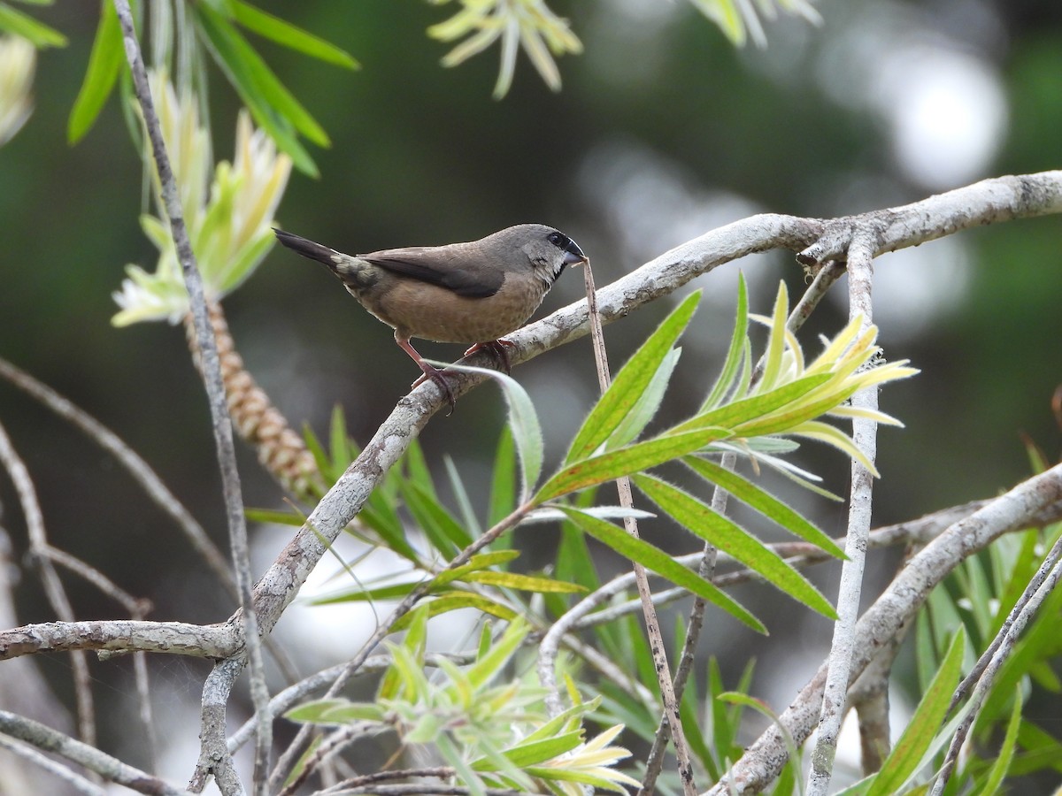 Madagascar Munia - ML628393800