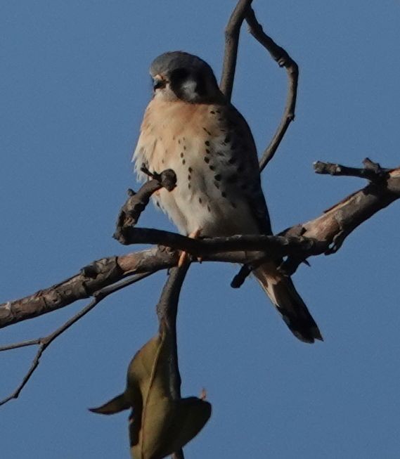 American Kestrel - ML628393813