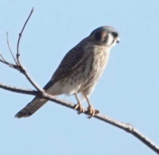 American Kestrel - ML628393814