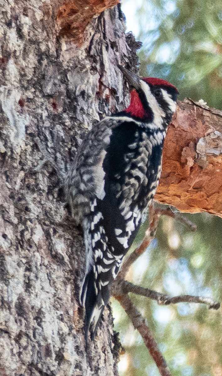 Yellow-bellied Sapsucker - ML628393927