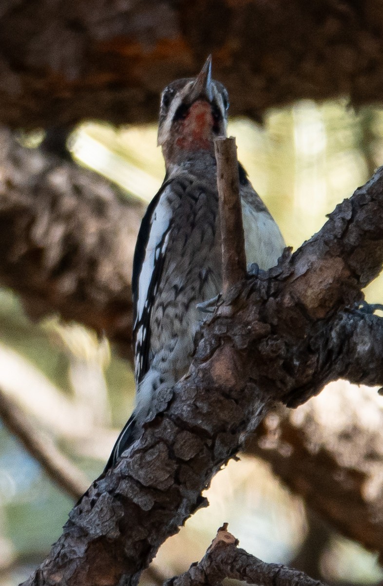 Yellow-bellied Sapsucker - ML628394085