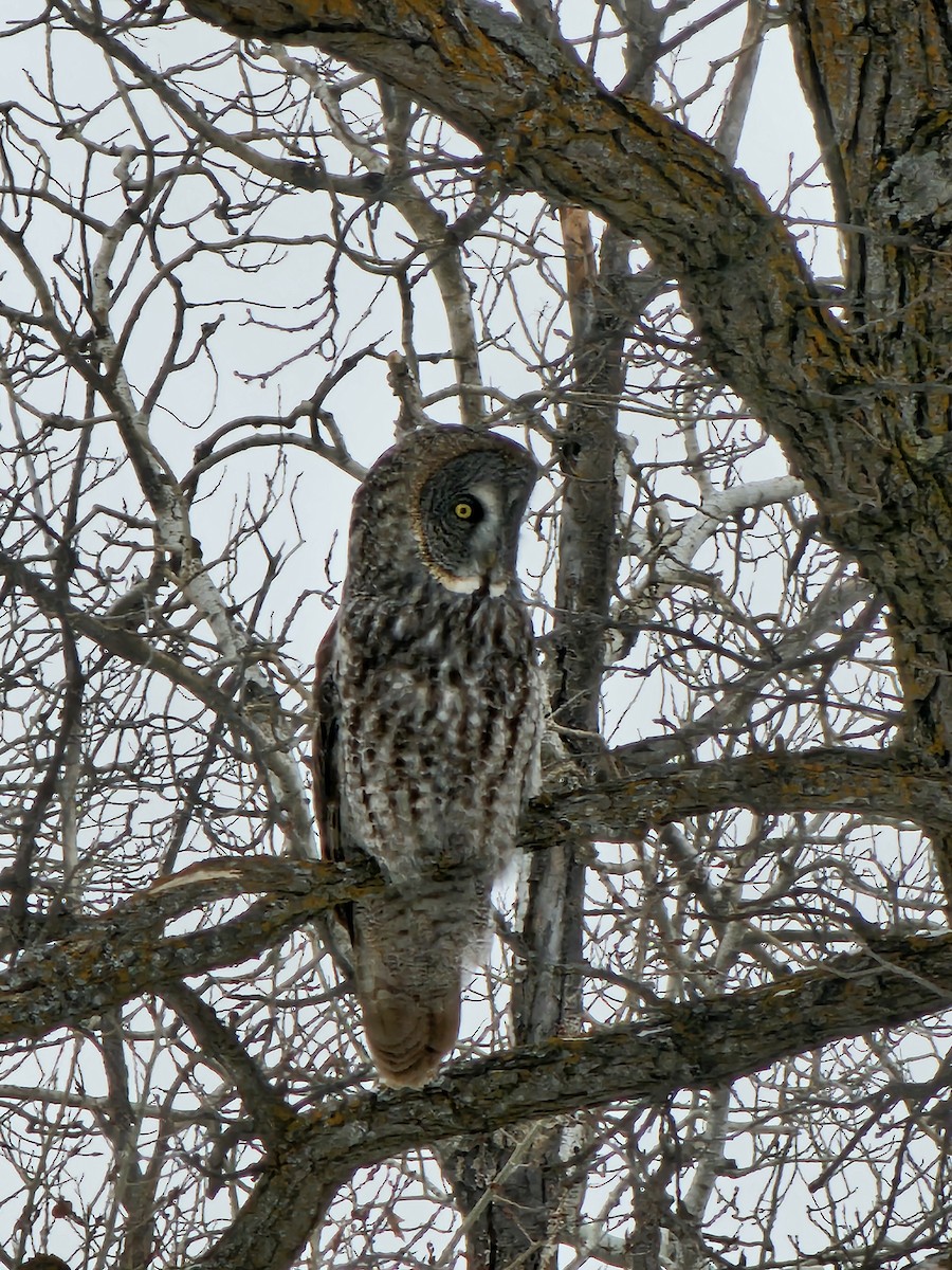 Great Gray Owl - ML628394442