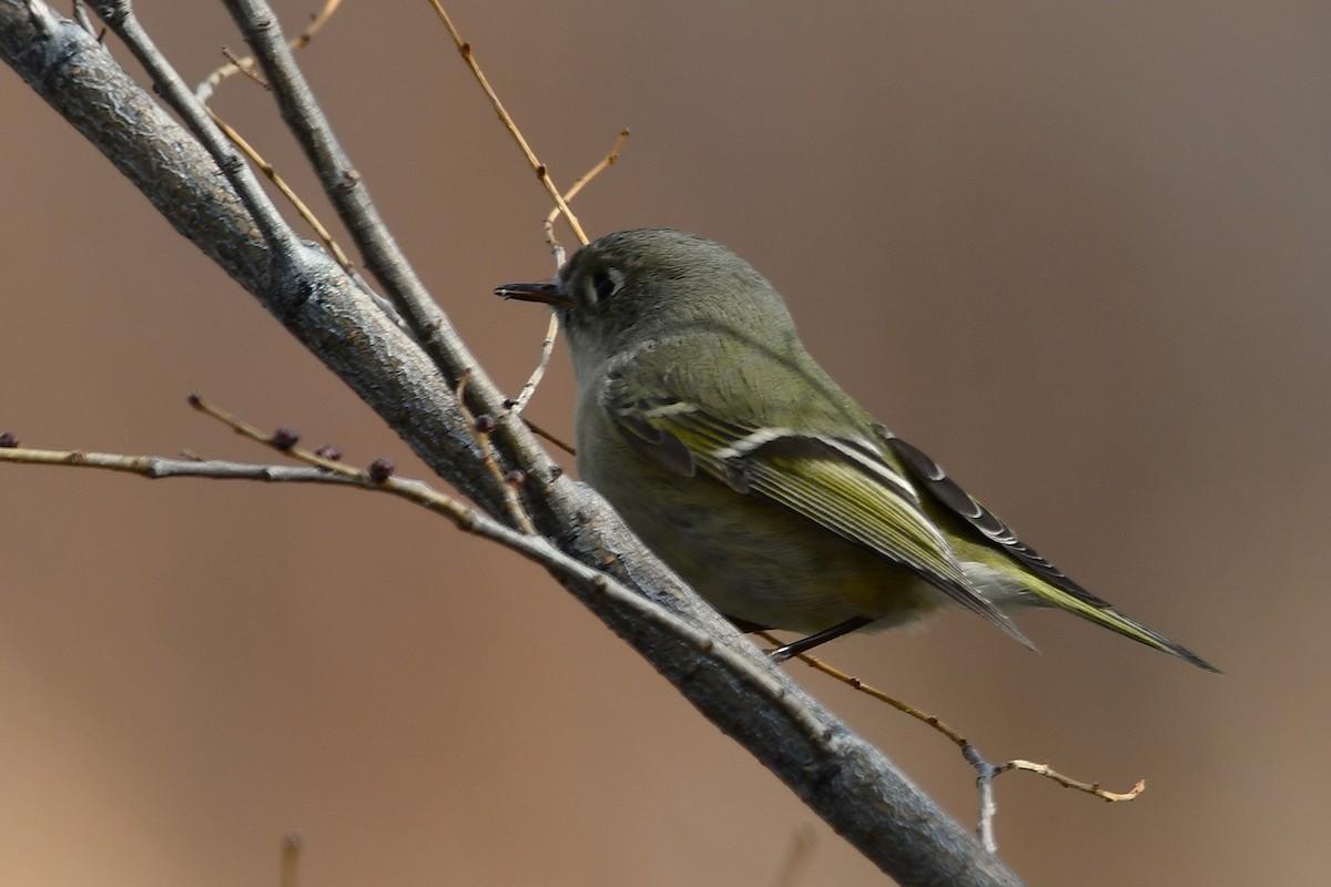 Rubingoldhähnchen - ML628394703