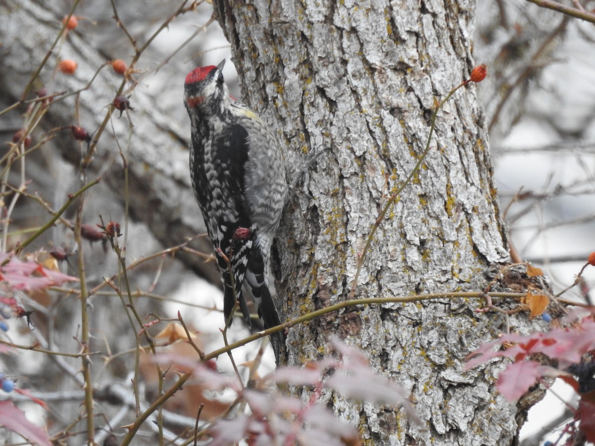 Red-naped Sapsucker - ML628394755