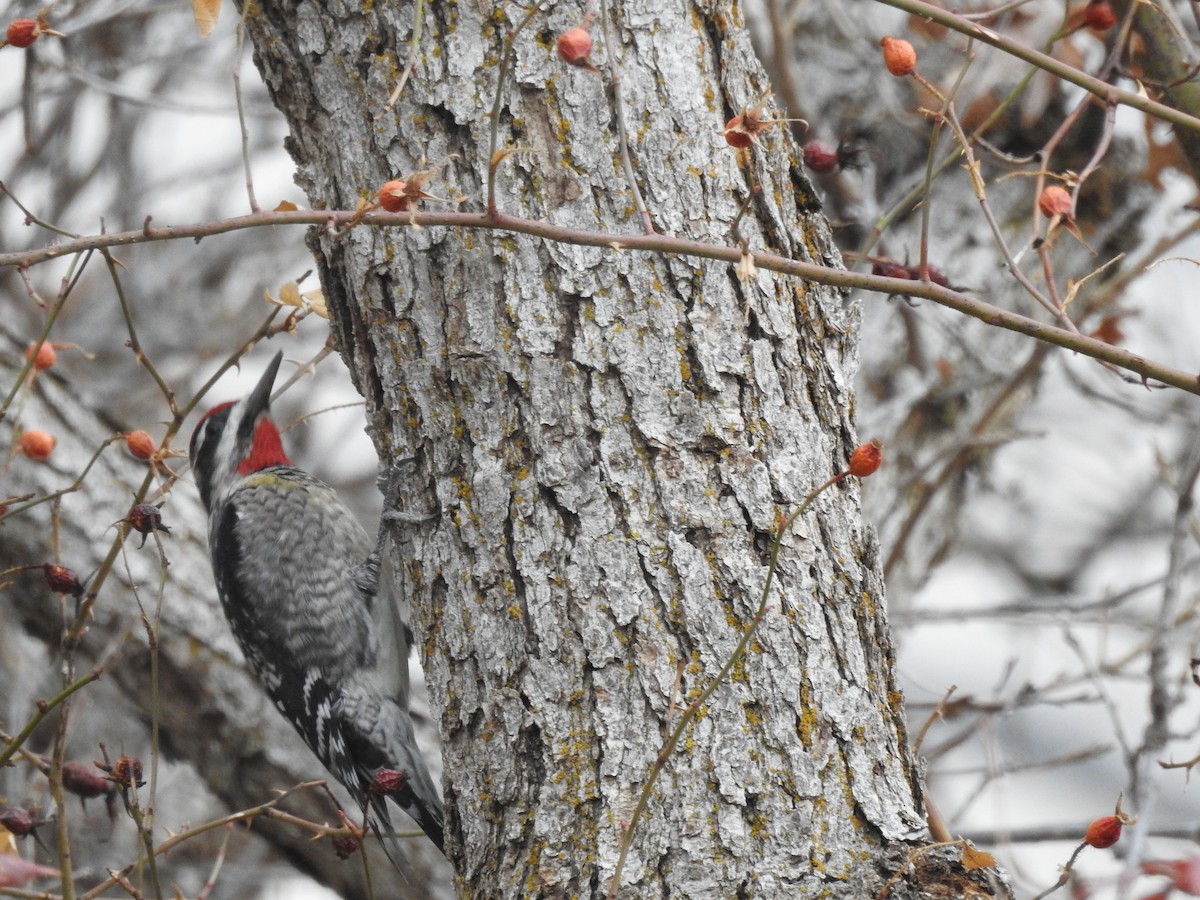 Red-naped Sapsucker - ML628394756