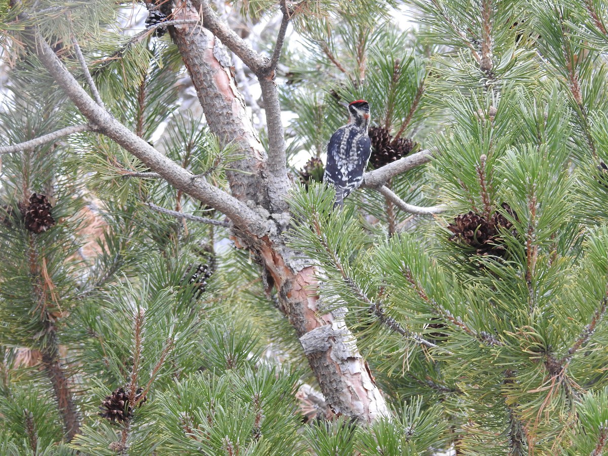 Red-naped Sapsucker - ML628394770