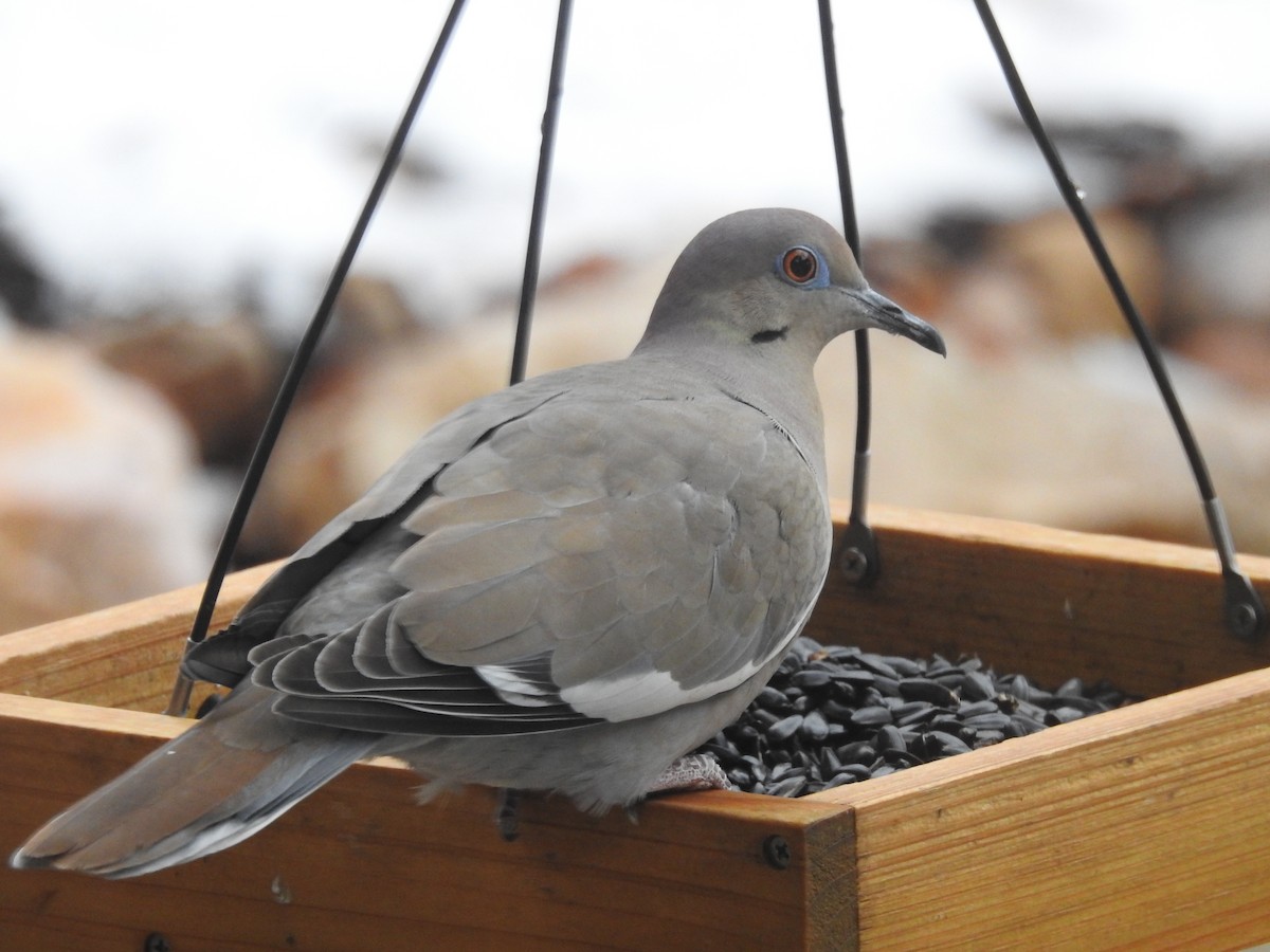 White-winged Dove - ML628394813