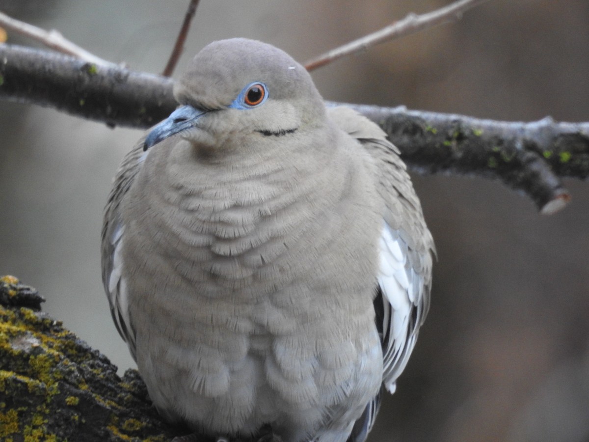 White-winged Dove - ML628394816