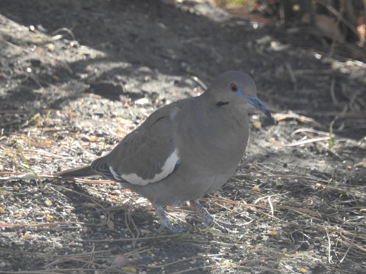 White-winged Dove - ML628394868