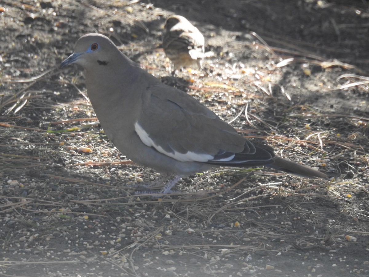 White-winged Dove - ML628394869