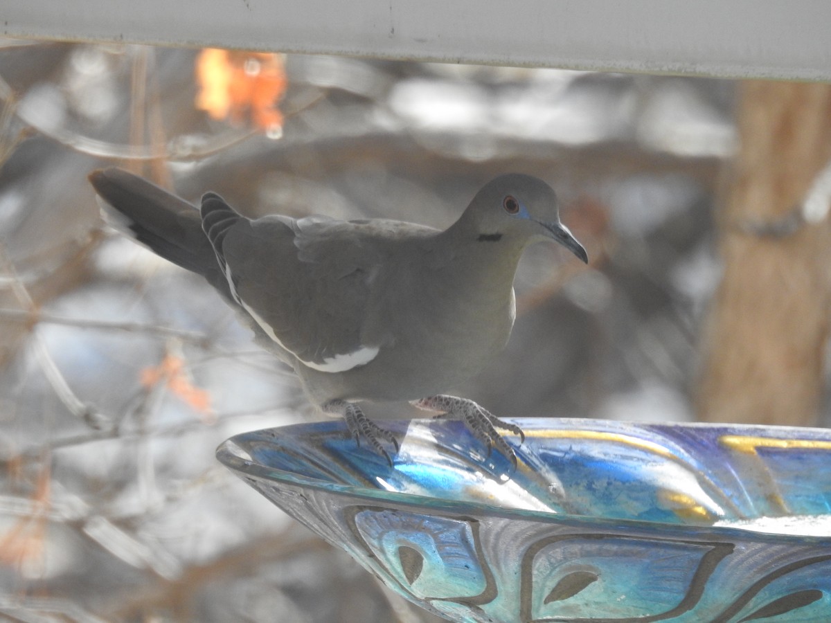 White-winged Dove - ML628394870