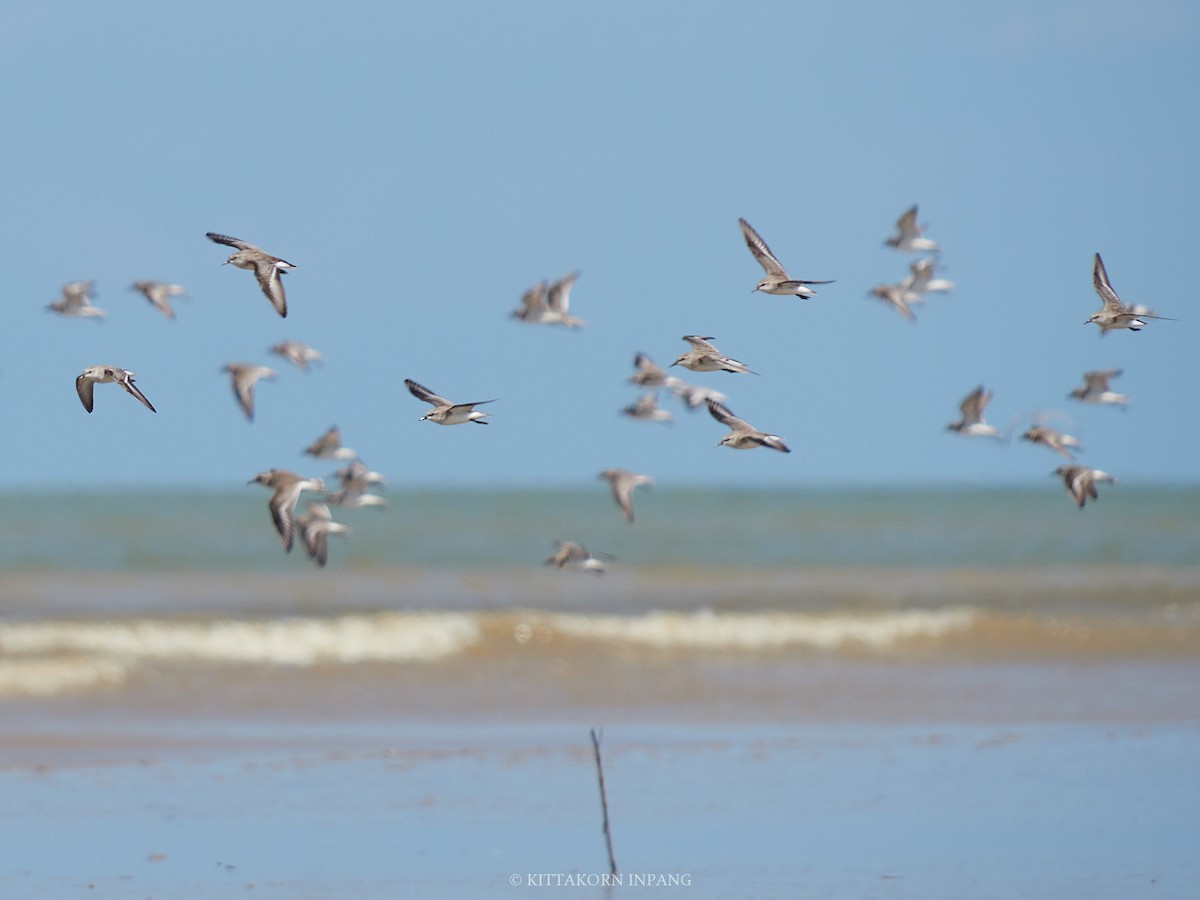 Great Knot - Kittakorn Inpang