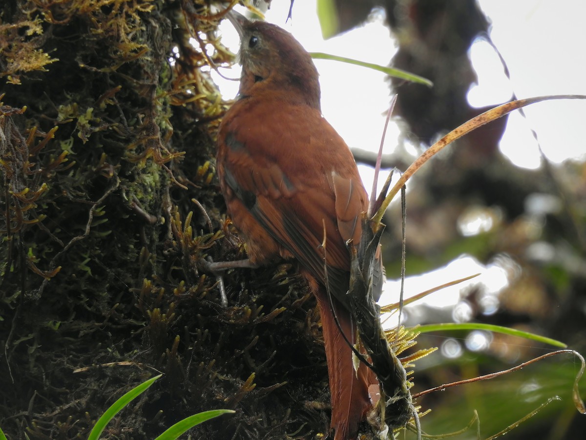 Fulvous-dotted Treerunner - ML628395143