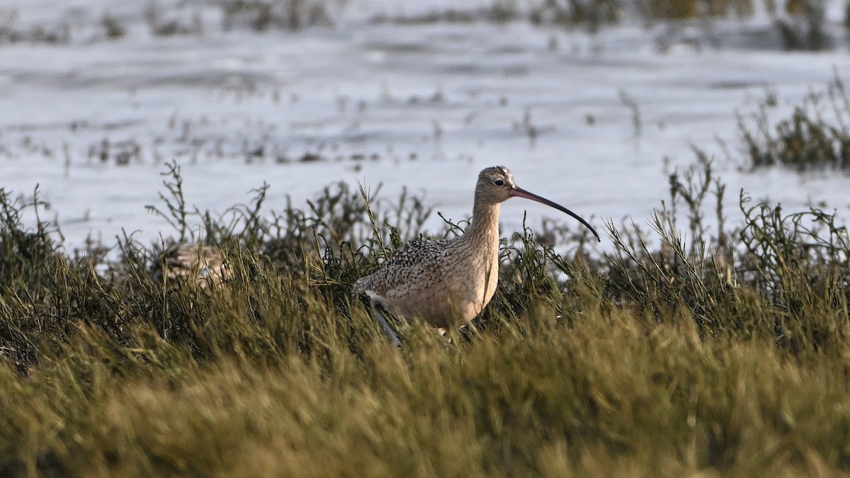 Long-billed Curlew - ML628395426