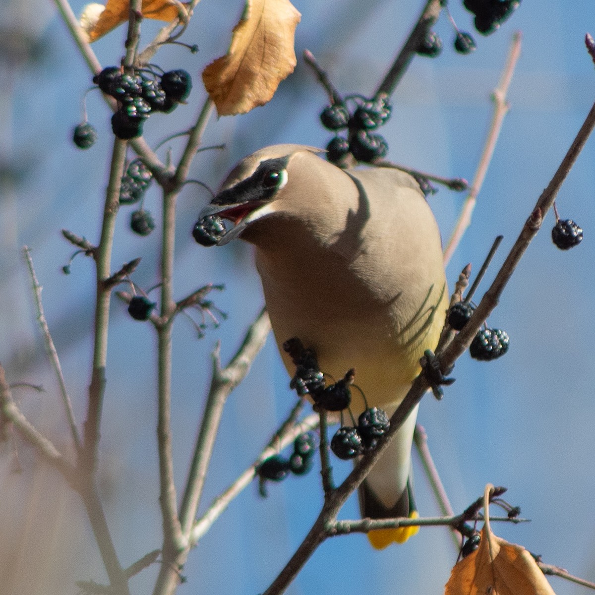 Cedar Waxwing - ML628395974