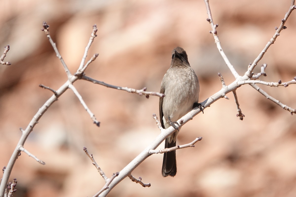 Bulbul arrunta - ML628396178