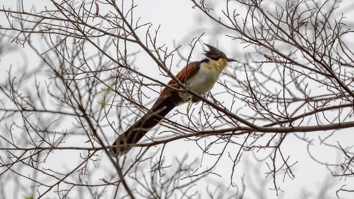 カンムリカッコウ - ML628396335