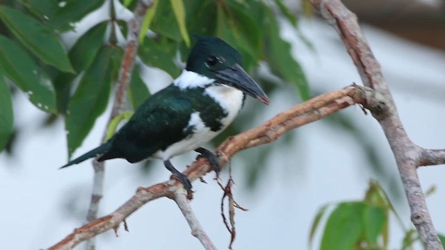 Amazon Kingfisher - ML628396357