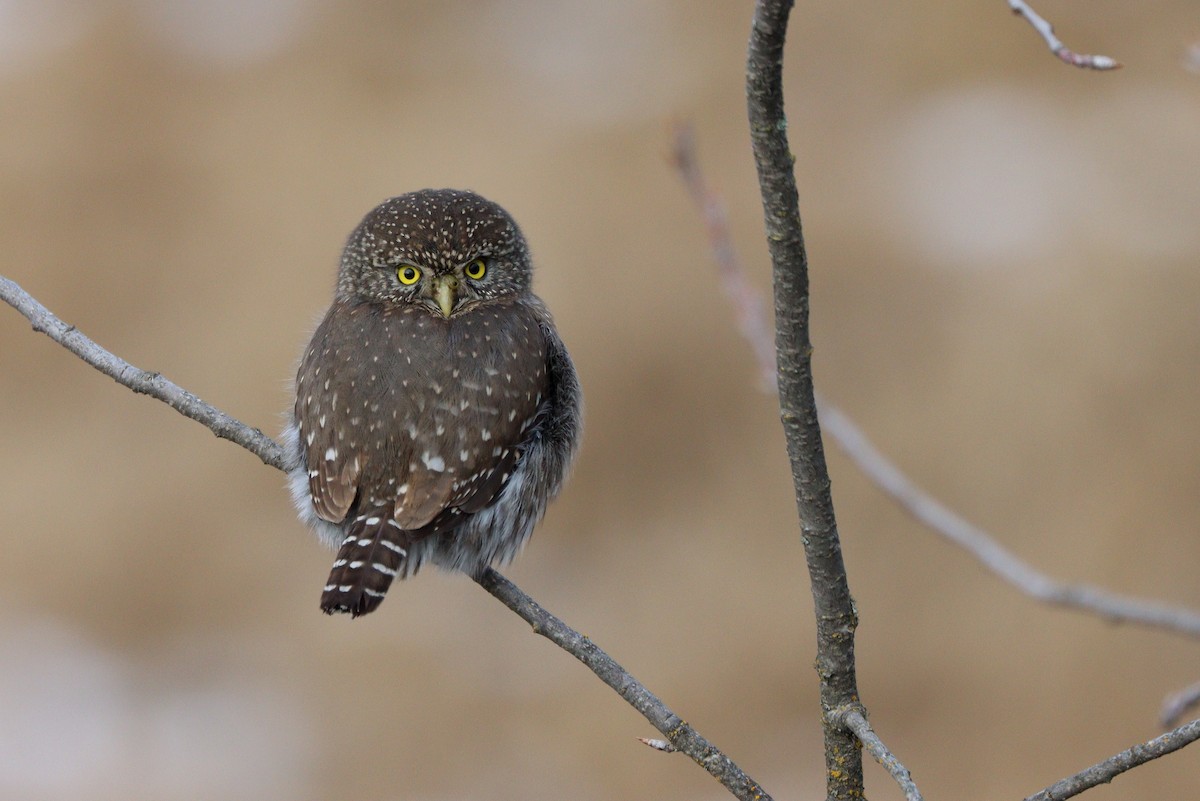 Northern Pygmy-Owl - Donna Bragg