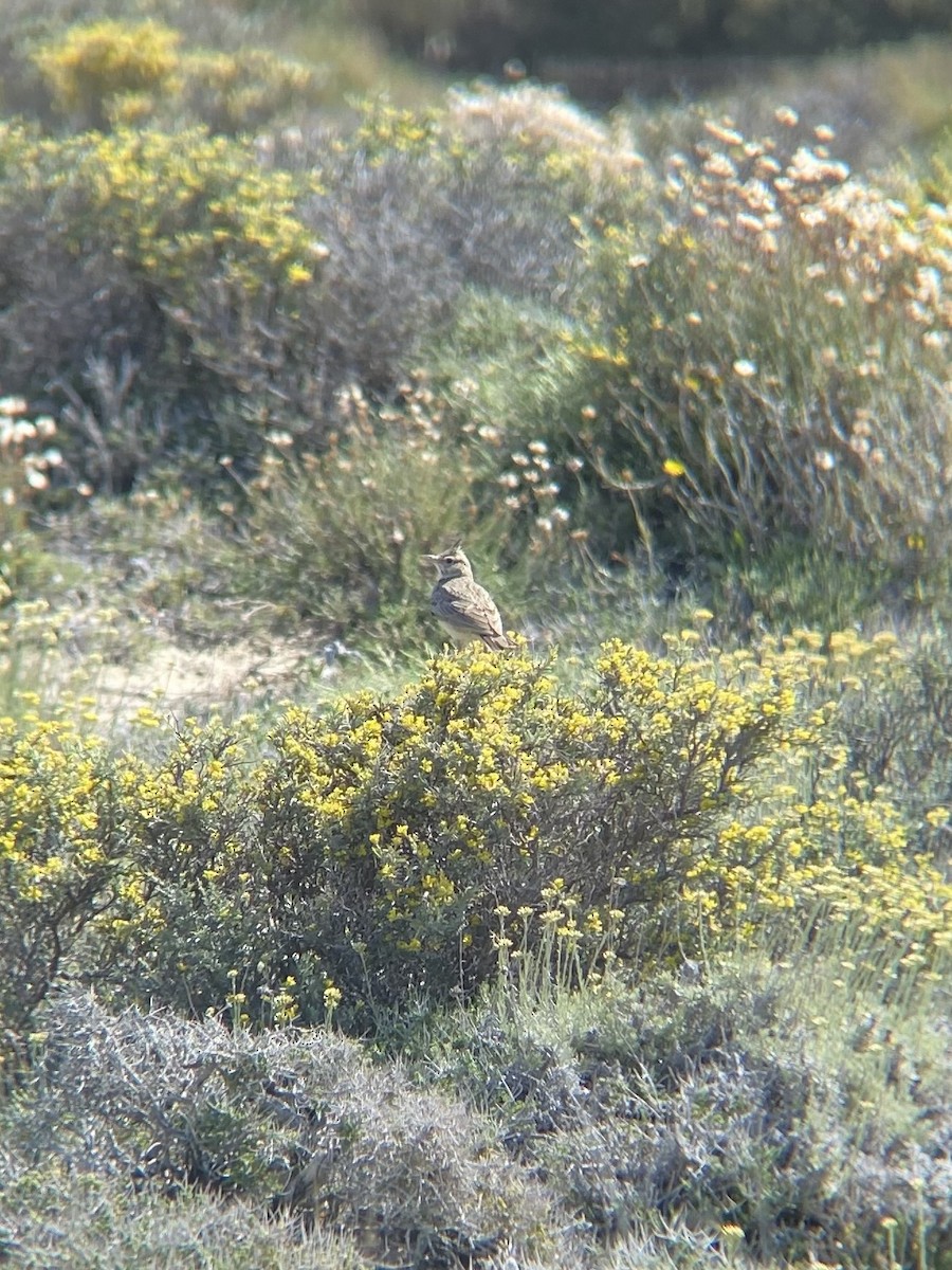 topplerke - ML628396483