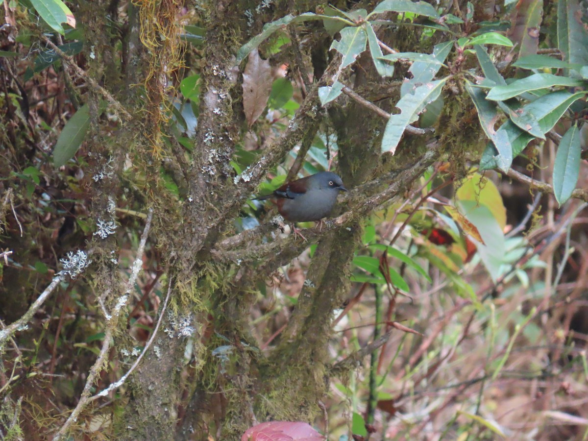 Maroon-backed Accentor - ML628396623