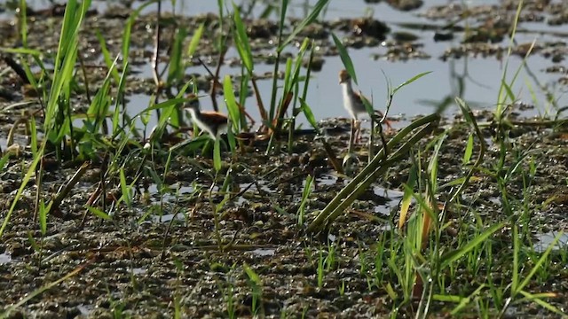Northern Jacana - ML628396634
