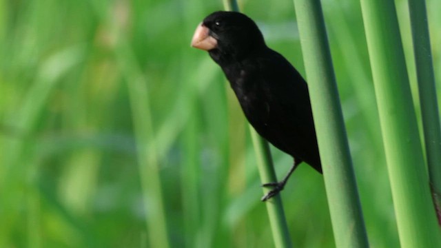 Nicaraguan Seed-Finch - ML628396637