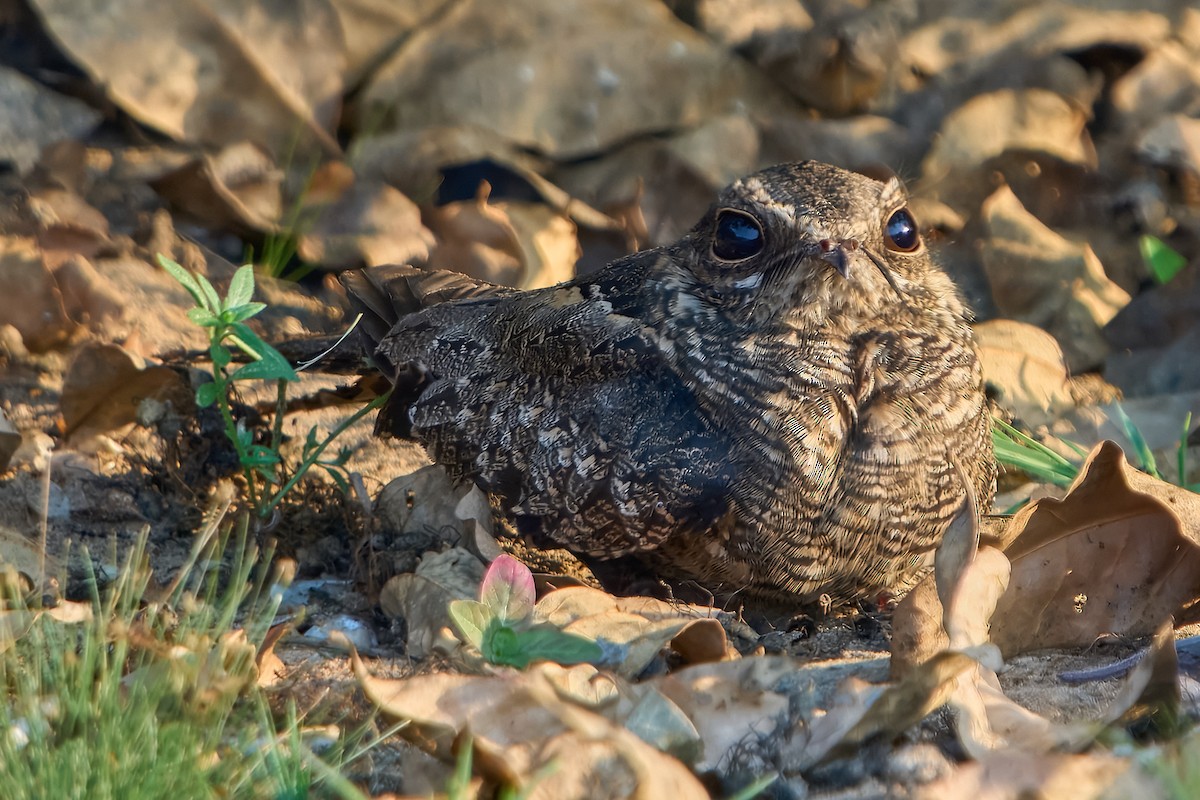 Ladder-tailed Nightjar - ML628396673