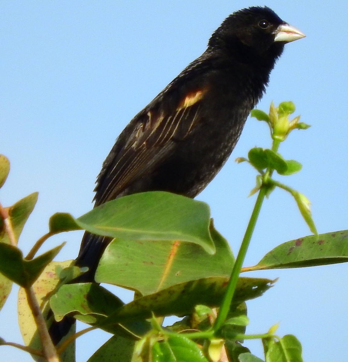 Marsh Widowbird - Chuck Holliday