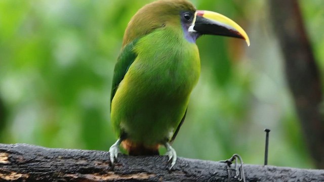 Northern Emerald-Toucanet - ML628396835