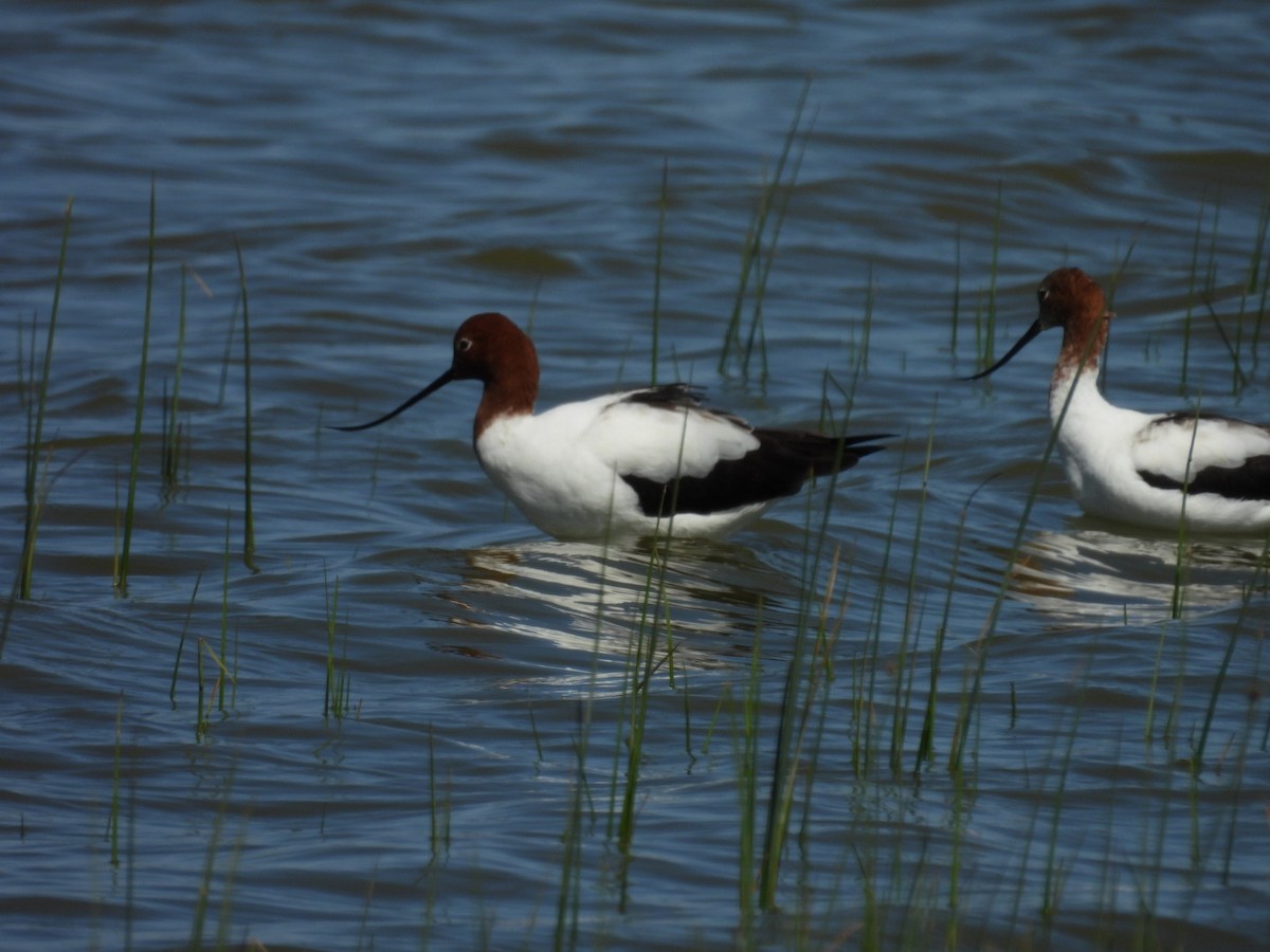 Red-necked Avocet - ML628397203