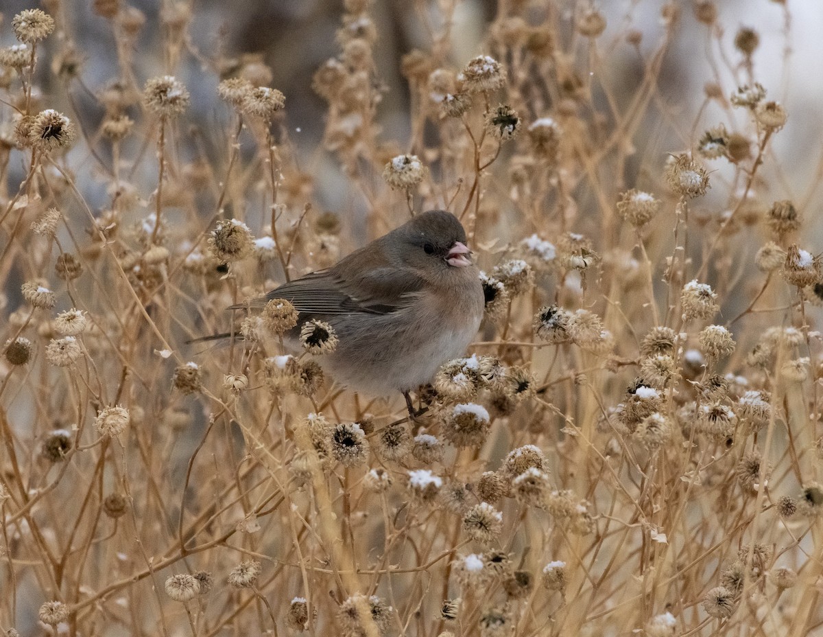 Junco ardoisé - ML628397286