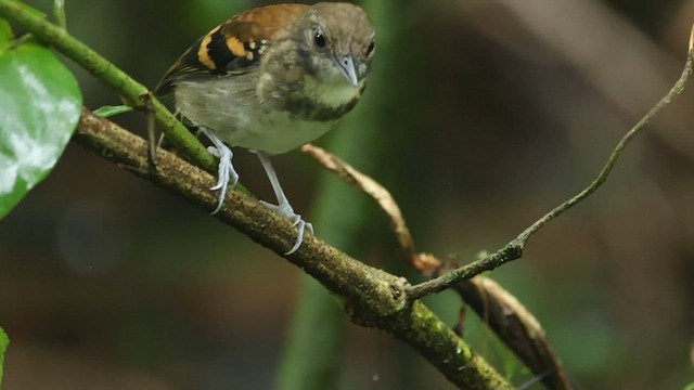 Spotted Antbird - ML628397308