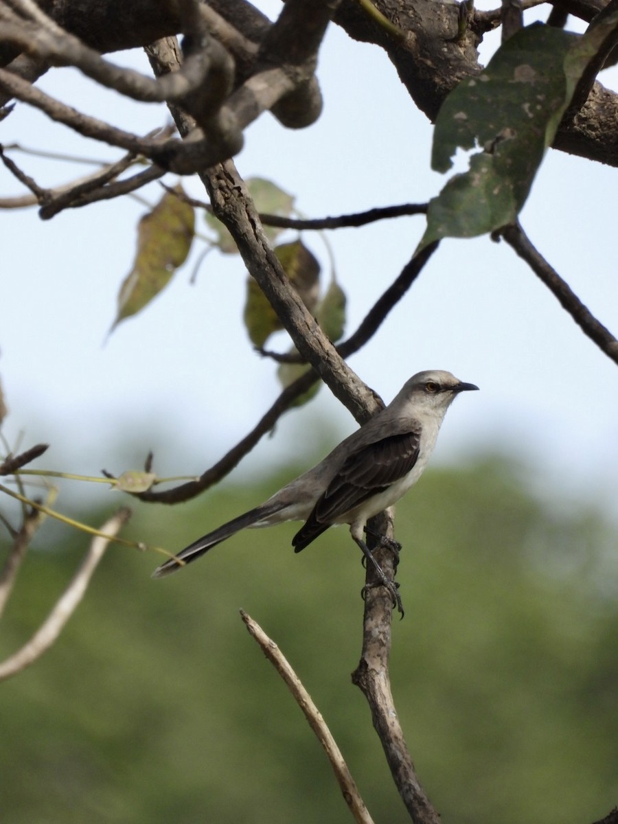 Tropical Mockingbird - ML628397707