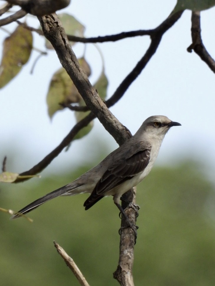 Tropical Mockingbird - ML628397708