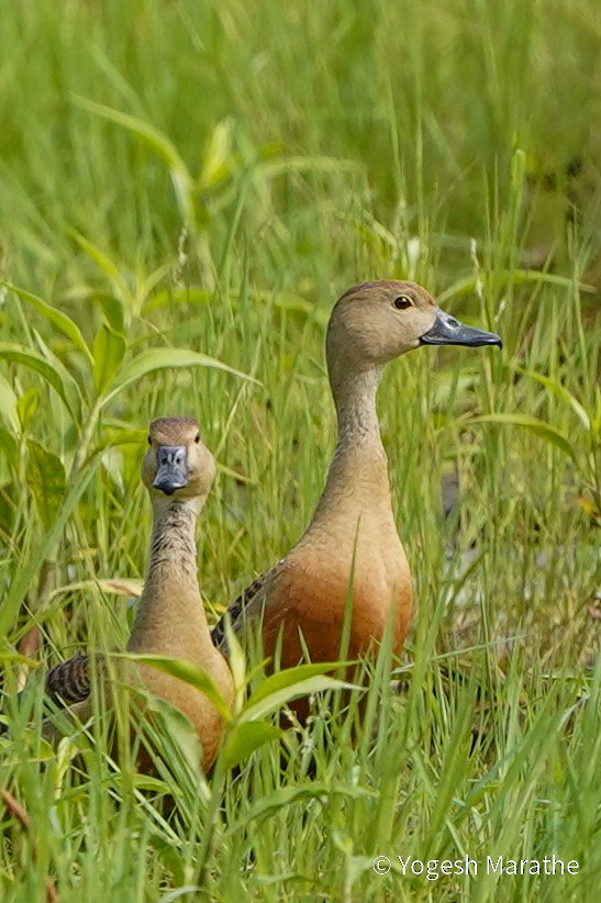 Lesser Whistling-Duck - ML628397782