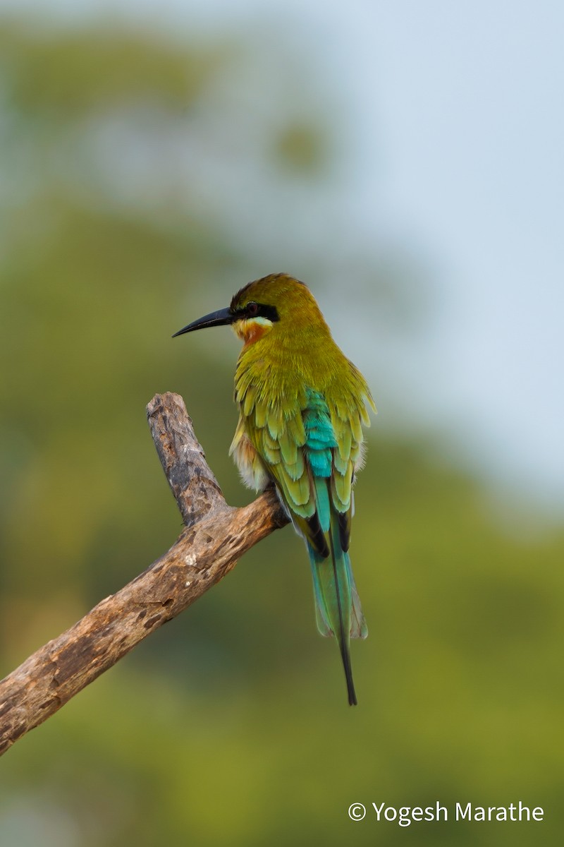 Blue-tailed Bee-eater - ML628397956