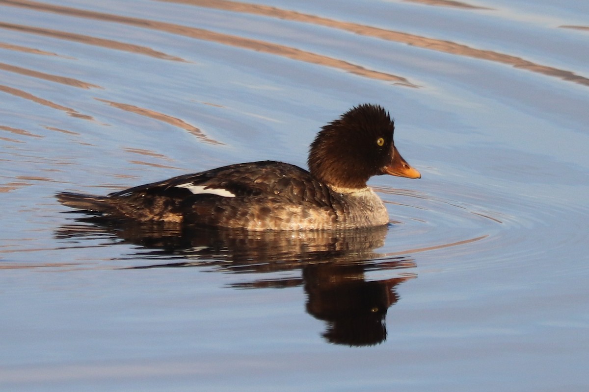 Common/Barrow's Goldeneye - ML628398048