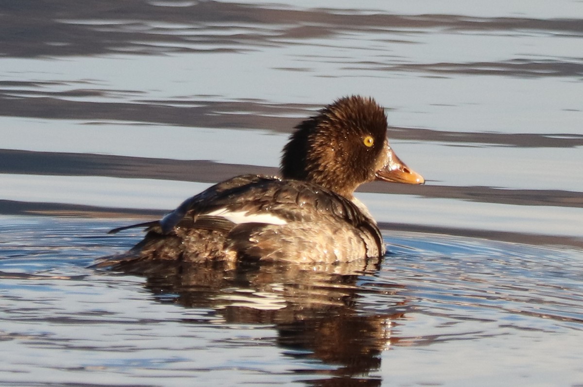 Common/Barrow's Goldeneye - ML628398050