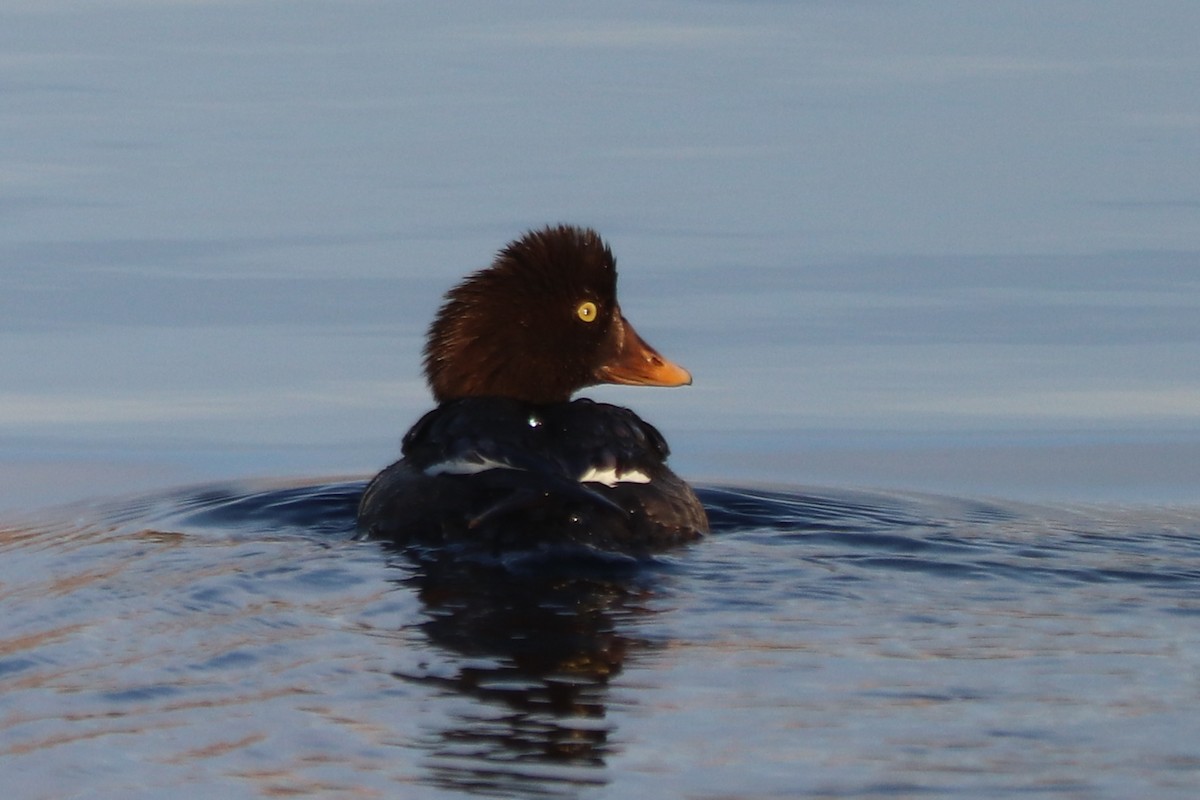 Common/Barrow's Goldeneye - ML628398051