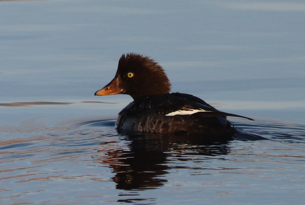 Common/Barrow's Goldeneye - ML628398052