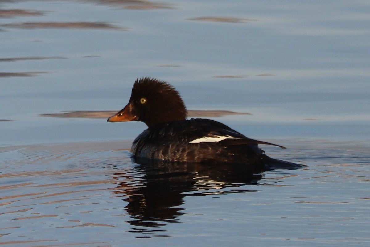 Common/Barrow's Goldeneye - ML628398054