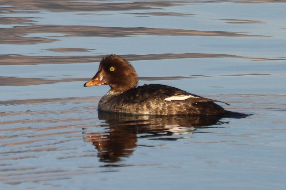 Common/Barrow's Goldeneye - ML628398057