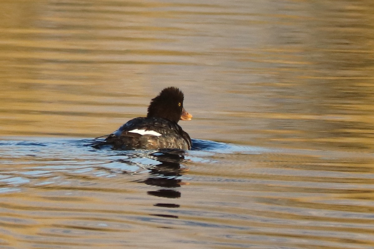 Common/Barrow's Goldeneye - ML628398064