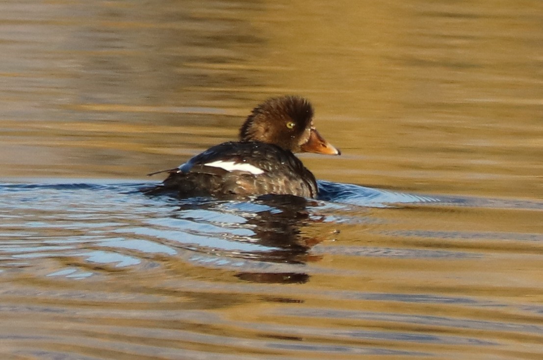 Common/Barrow's Goldeneye - ML628398067