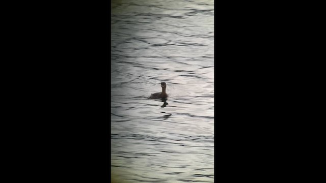 Pied-billed Grebe - ML628398182