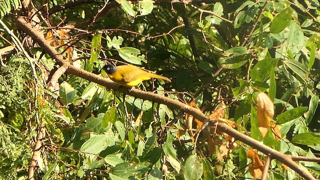 Flame-throated Bulbul - ML628398207