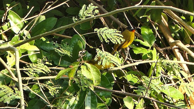 Flame-throated Bulbul - ML628398209