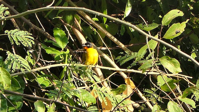 Flame-throated Bulbul - ML628398224