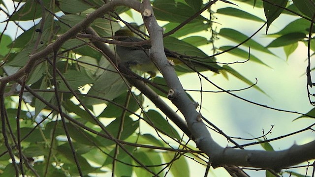 Yellow-throated Bulbul - ML628398230